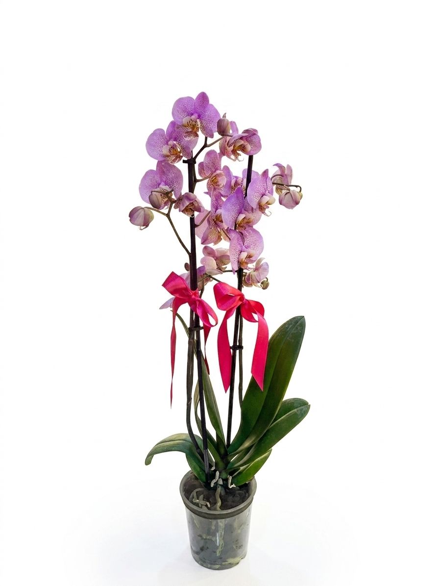 Çift Dallı Lila Benekli Premium Orkide - uşak milano çiçek
