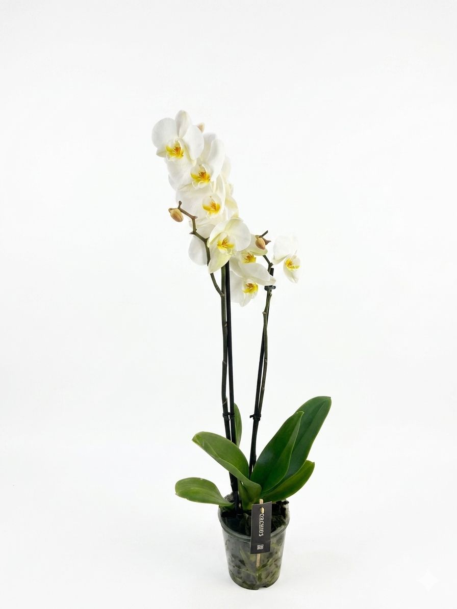 Çift Dallı Premium Beyaz Orkide - uşak milano çiçek