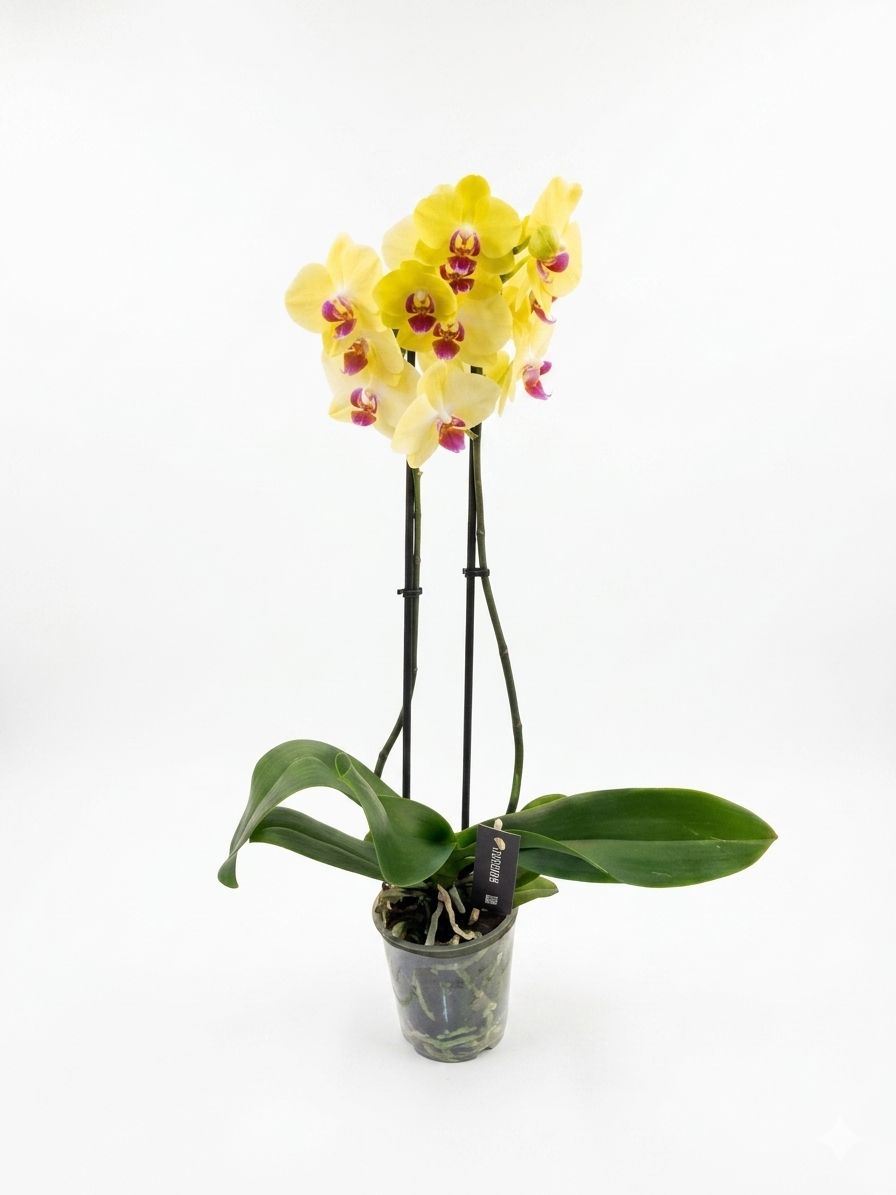 Güneş Işığı: Çift Dallı Sarı Premium Orkide - uşak milano çiçek