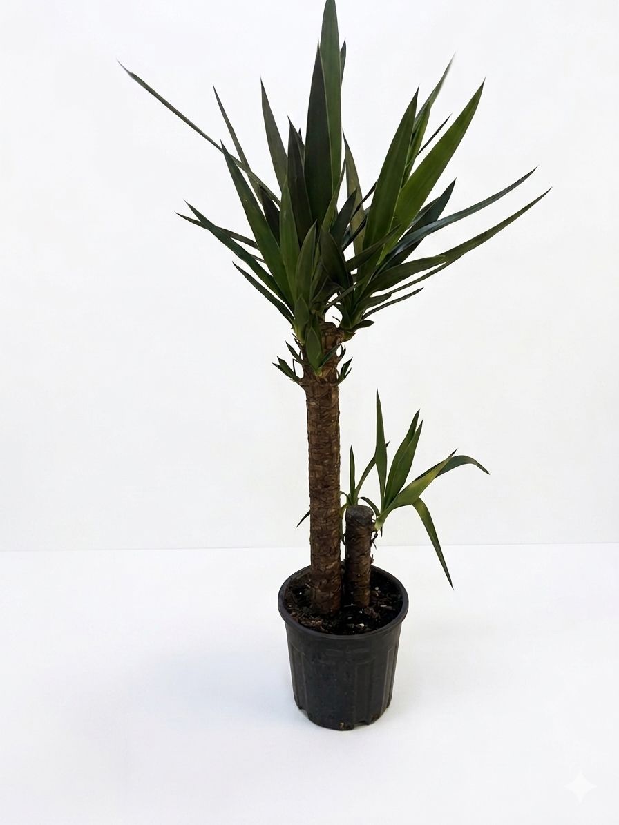 Salonların Vazgeçilmezi: Dev Yuka Bitkisi - uşak milano çiçek