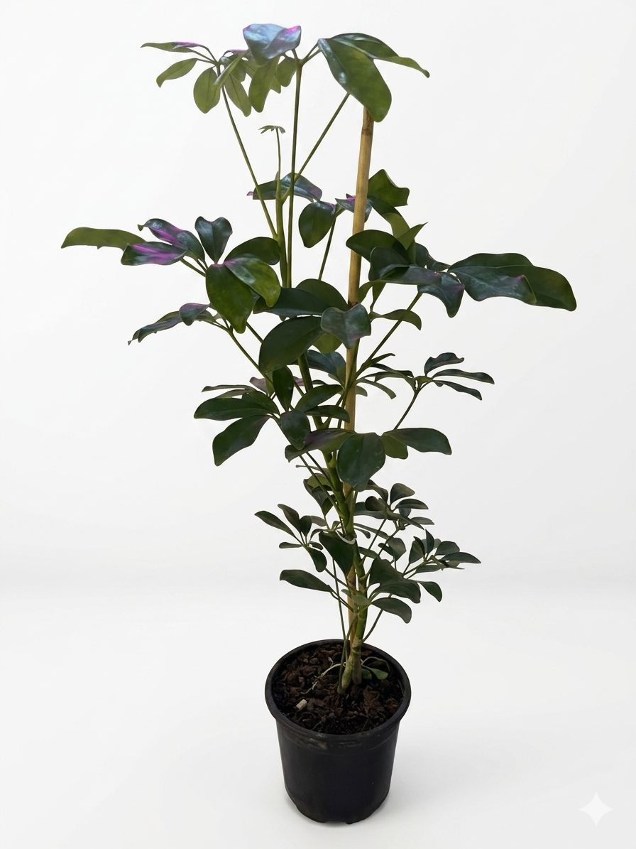 Ofis ve Evlerin Vazgeçilmezi: Yeşil Şeflera Tek Dal - uşak milano çiçek