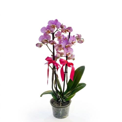 Çift Dallı Lila Benekli Premium Orkide