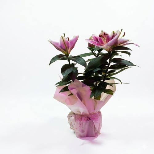 Saksıda Zarif Pembe Lilyum Aranjmanı