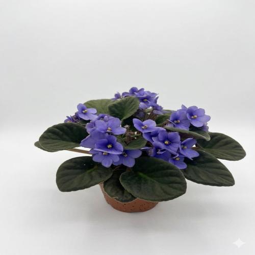 Zarif  Afrika Menekşesi