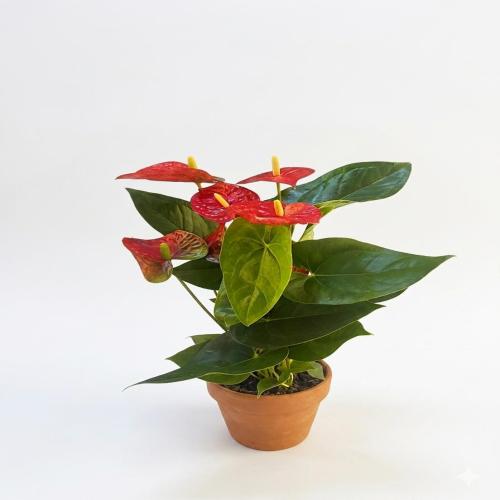 Toprak Saksıda Asil Antoryum